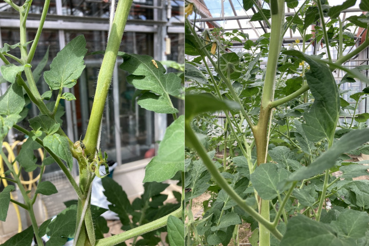 Restriction of russet mite and influence on predatory mite dispersal using different stem barriers in tomato crop.