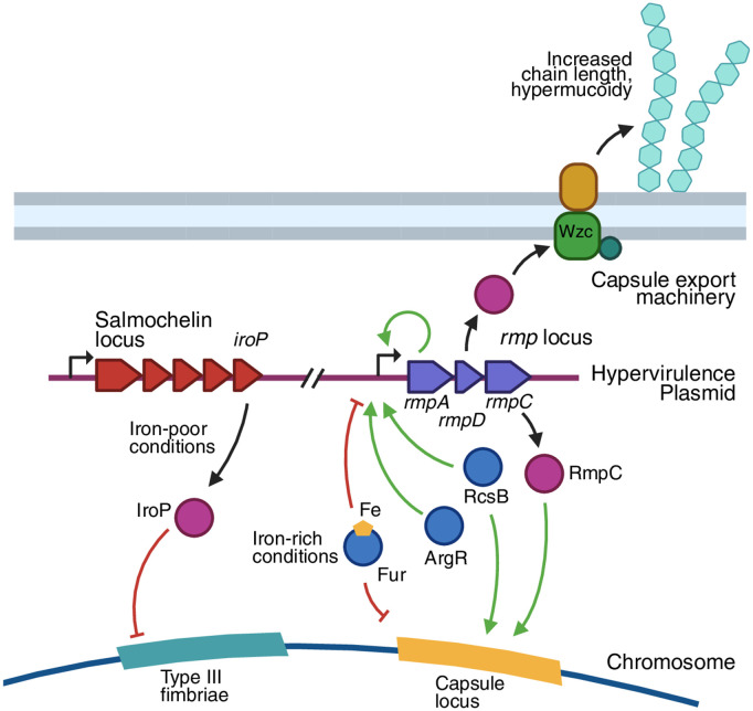 How Klebsiella pneumoniae controls its virulence.