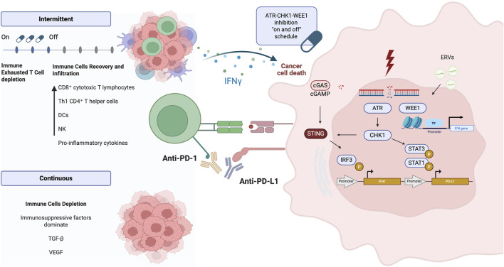 Interplay of replication stress response and immune microenvironment in high-grade serous ovarian cancer.