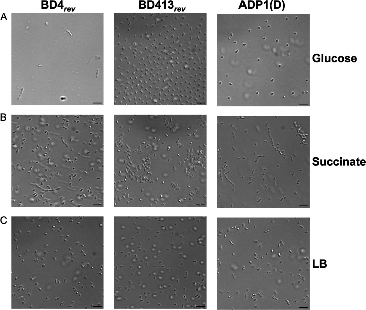 Genome evolution of <i>Acinetobacter baylyi</i> ADP1 during laboratory domestication: acquired mutations impact competence and metabolism.