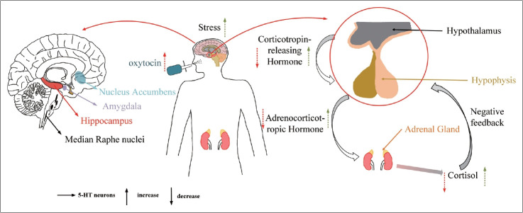Effects of Intranasal Oxytocin Across Various Depressive Disorders.