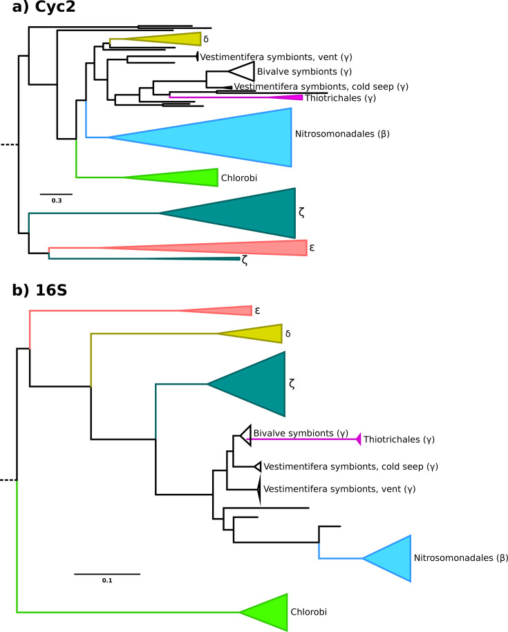 Recent origin of iron oxidation in extant microbial groups and low clade fidelity of iron metabolisms.