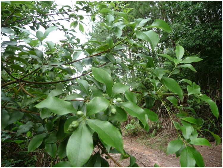 The complete chloroplast genome sequence of <i>Pittosporum illicioides</i> Makino, 1900 (Pittosporaceae).