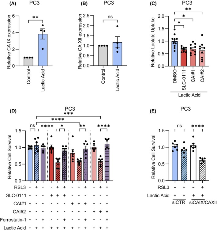 Targeting carbonic anhydrase IX/XII prevents the anti-ferroptotic effect of stromal lactic acid in prostate carcinoma.