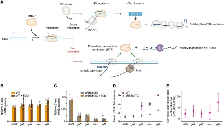 Promoter-proximal transcription-translation coupling controls early transcription in Escherichia coli.