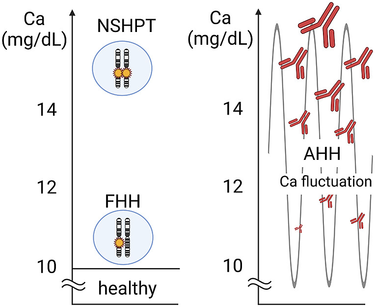 Biased antibodies and beyond: a new era in the diagnosis of PTH-dependent hypercalcemia.
