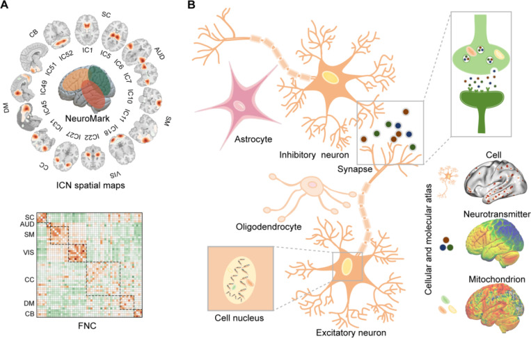 Cellular and molecular underpinnings of functional networks in the human brain.
