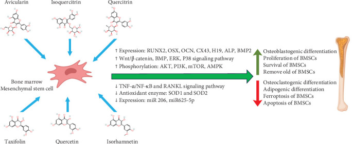 Natural Polyphenols and Mesenchymal Stem Cells: A New Insight in Bone Regenerative Medicine.