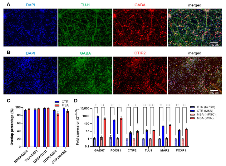 Proteomics of Patient-Derived Striatal Medium Spiny Neurons in Multiple System Atrophy.