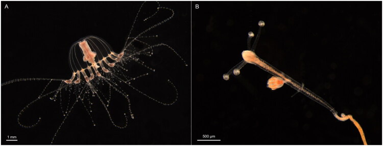 The mitochondrial genome of an invasive hydromedusa: <i>Cladonema digitatum</i> Fang et al., 2022 (Cnidaria: Hydrozoa).