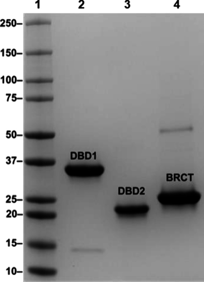 Domain-Specific DNA Binding Activities of BRCA1 Reveal Substrate Preferences for Homologous Recombination and Telomere Regulation