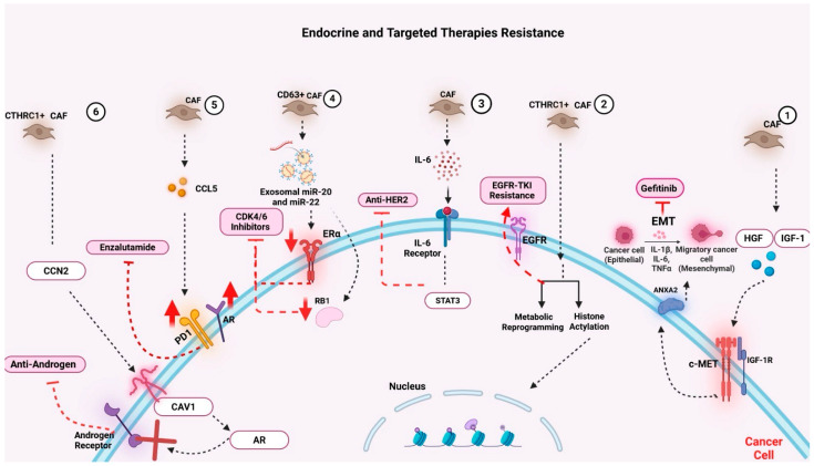 Cancer-Associated Fibroblasts in Solid Tumors and Sarcomas: Heterogeneity, Function, and Therapeutic Implications.