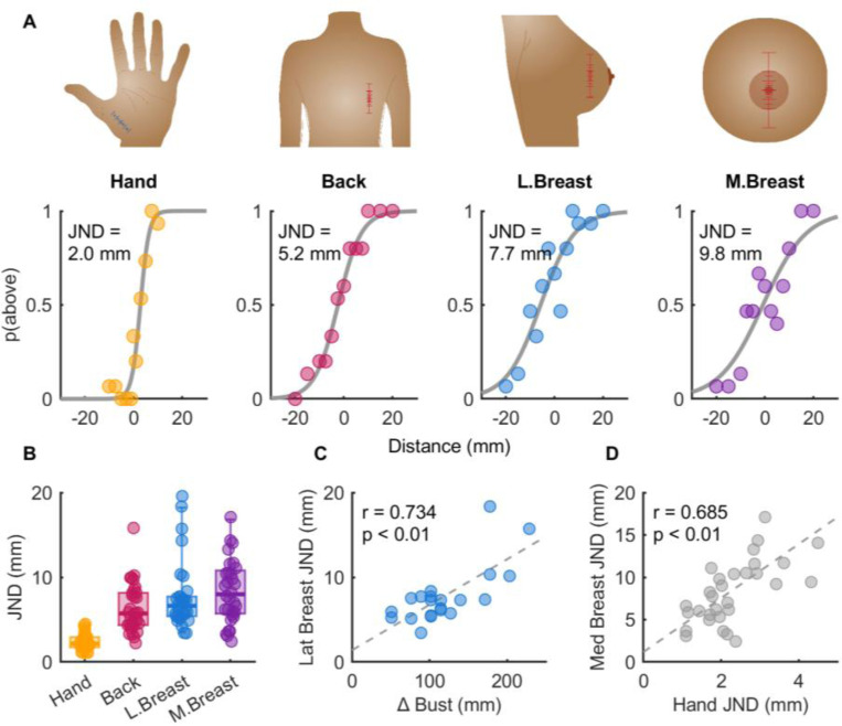 The coarse mental map of the breast is anchored on the nipple.