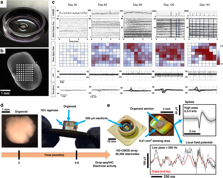 Bioelectronic Interfaces and Sensors for Neural Organoids.