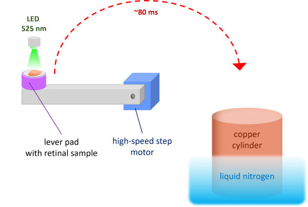 Time-Resolved cAMP Level Determination in Frog Retina Samples Using LC-MS/MS.