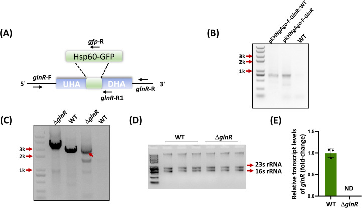 Application of <i>Ng</i>Ago-mediated genome editing in <i>Mycobacterium smegmatis</i>.
