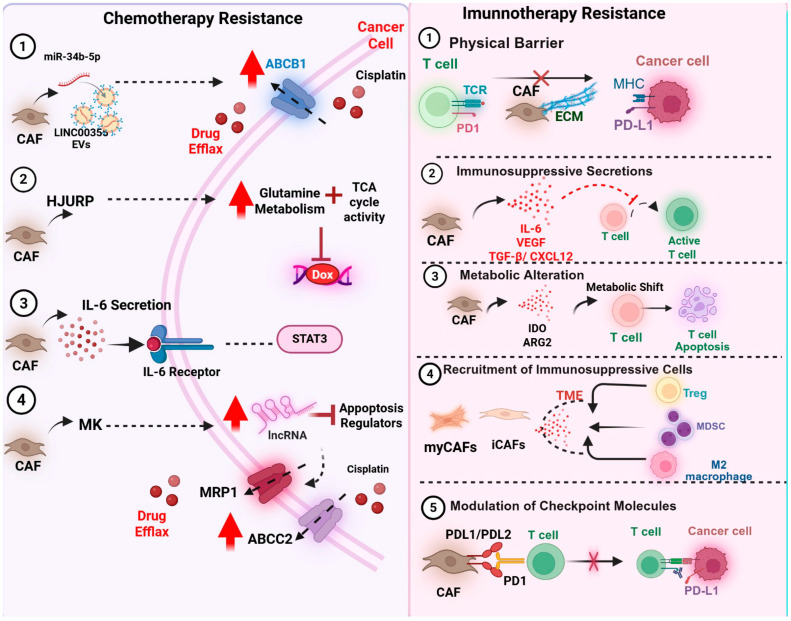 Cancer-Associated Fibroblasts in Solid Tumors and Sarcomas: Heterogeneity, Function, and Therapeutic Implications.