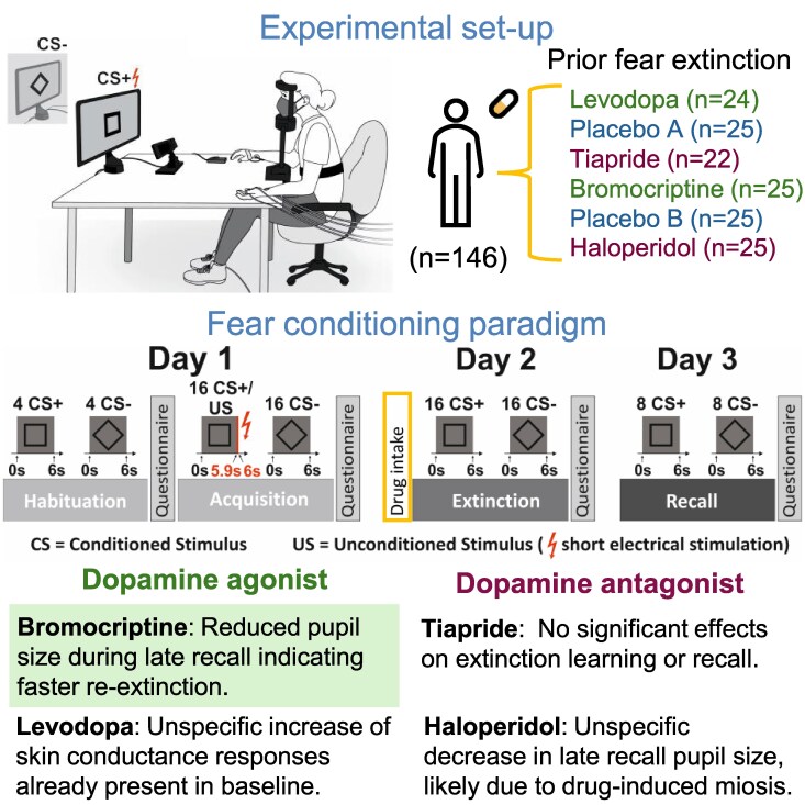 Dopaminergic drugs modulate fear extinction-related processes in humans, but effects are mild.