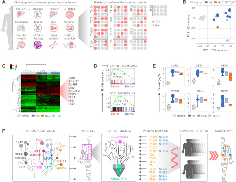 Mechanistic models position ceritinib as a nuclear integrity disrupting therapy in pediatric liver tumors.