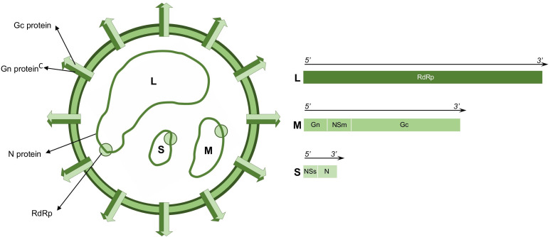Guaroa virus, a forgotten Latin American orthobunyavirus: A narrative review.