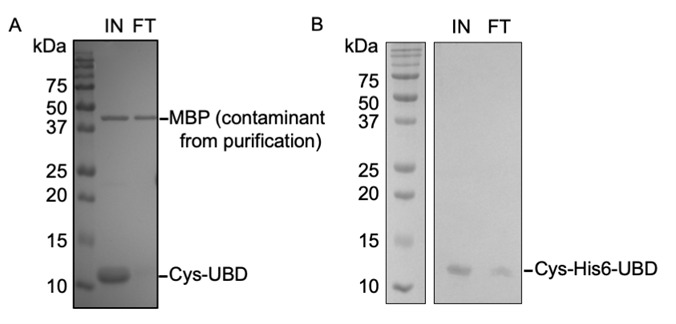 Use of a High-Affinity Ubiquitin-Binding Domain to Detect and Purify Ubiquitinated Substrates and Their Interacting Proteins.