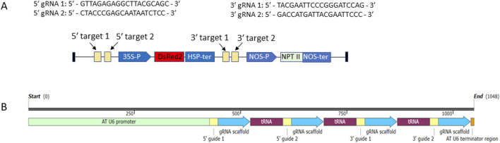 Application of a multiplex CRISPR/Cas9 strategy for elimination of selection markers from transgenic plants.