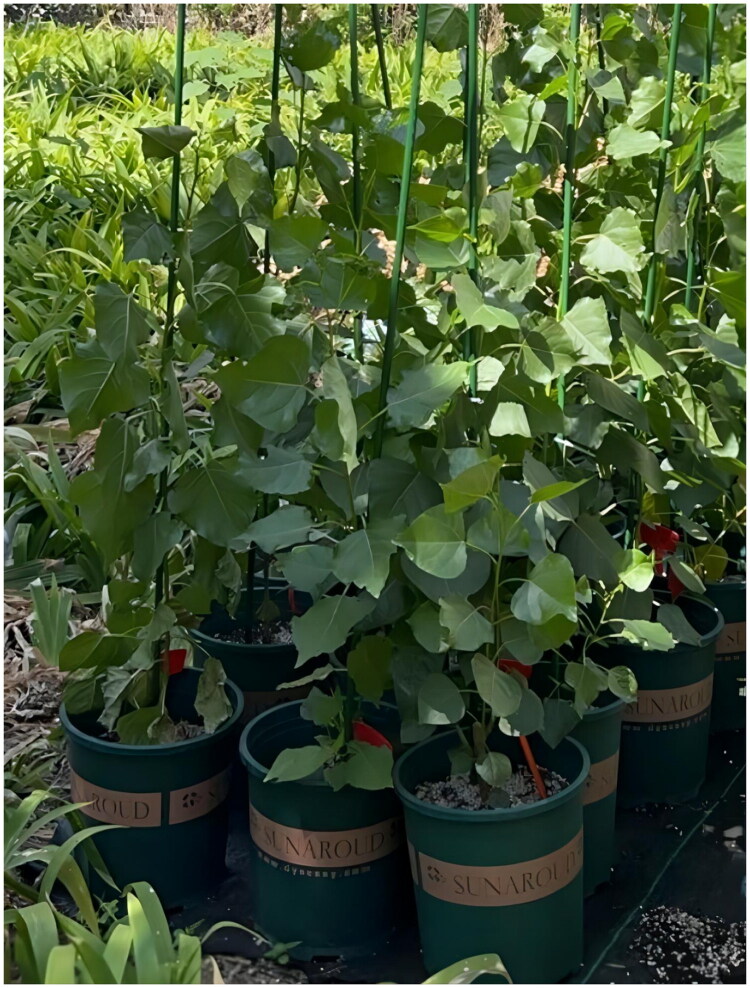The complete chloroplast genome sequence of the <i>populus</i> cultivar "<i>Populus × Beijingensis</i>": a type of unique Chinese <i>populus</i>.