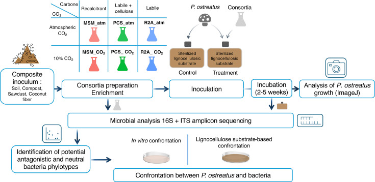 Establishing microbial communities to promote the growth of <i>Pleurotus ostreatus</i> through a top-down approach is hindered by the dominance of antagonistic interactions.