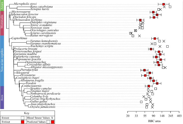 Diverging trends in erythrocyte size elucidate cardiovascular evolution in stem dinosaurs and crocodilians.