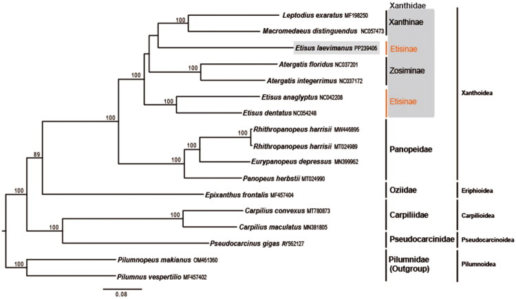 The complete mitochondrial genome of smooth spooner crab, <i>Etisus laevimanus</i> Randall, 1840 (Crustacea: Decapoda: Xanthoidea) from the East Sea, Korea.