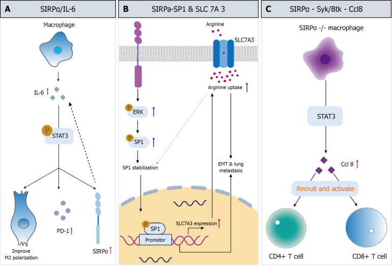 Immune checkpoint molecules signal regulatory protein alpha in the development of hepatocellular carcinoma.