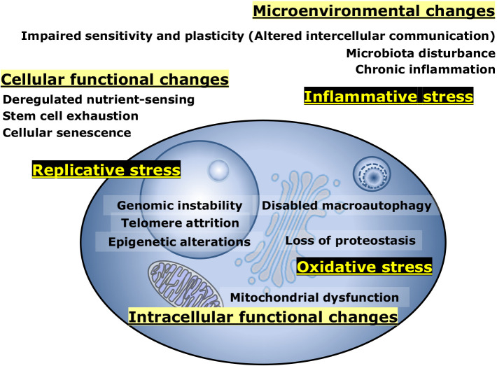 Mitochondrial oxidative stress, cellular damages and stem cell aging in premature aging models with complex II electron transport defect.