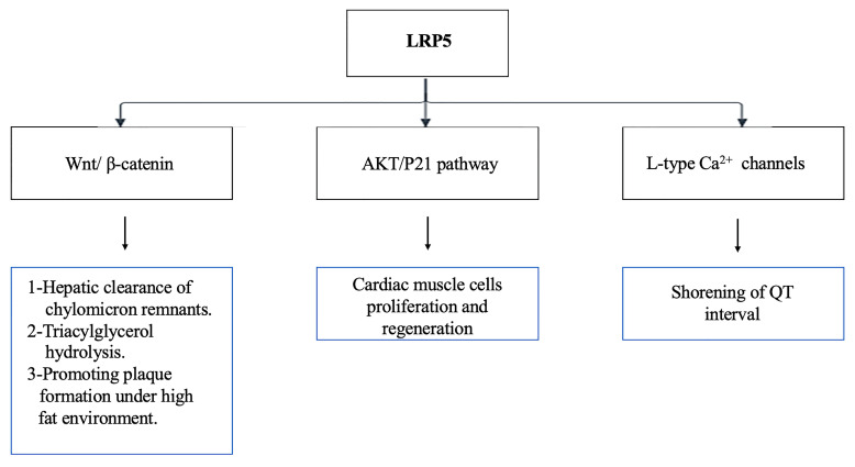 LRP5: A Multifaceted Co-Receptor in Development, Disease, and Therapeutic Target.