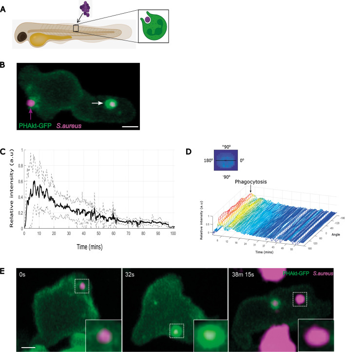 A subset of neutrophil phagosomes is characterised by pulses of Class I PI3K activity.