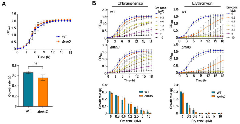 A Safe and Versatile Minicell Platform Derived from <i>Lactiplantibacillus plantarum</i> for Biotechnological Applications.