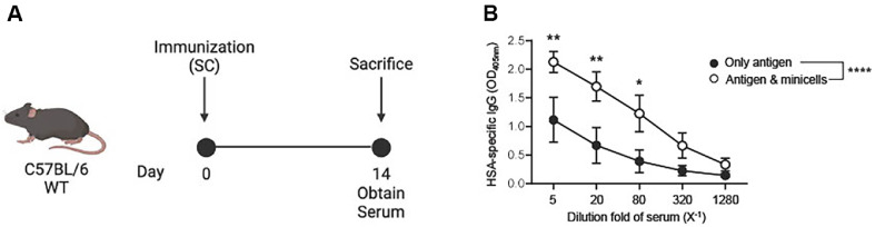 A Safe and Versatile Minicell Platform Derived from <i>Lactiplantibacillus plantarum</i> for Biotechnological Applications.