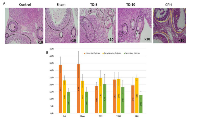 Thymoquinone alleviates the adverse effects of cyclophosphamide on oogenesis and in vitro fertilization (IVF) in NMRI mice.