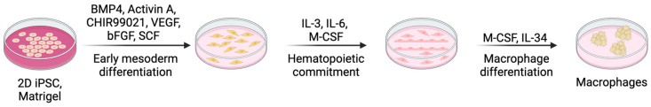 Integrating Macrophages into Human-Engineered Cardiac Tissue.
