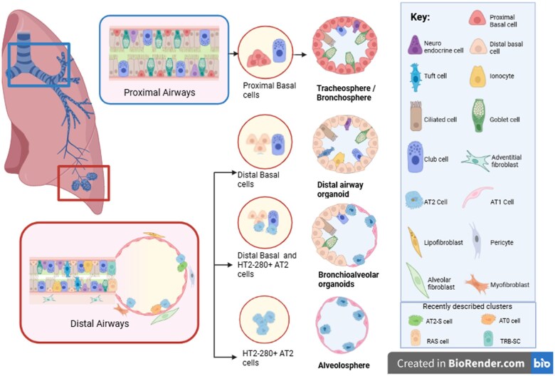 Distal lung organoids derived from adult stem cells as novel tools in deciphering mechanisms of lung regeneration, infection, and cancer.