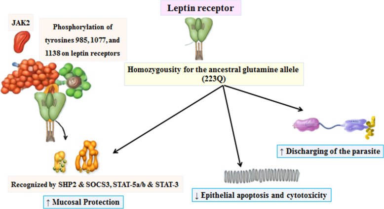 Interplay of obesity and parasitic infection: current evidence of immunogenesis, tumorigenesis and leptin receptor involvement.