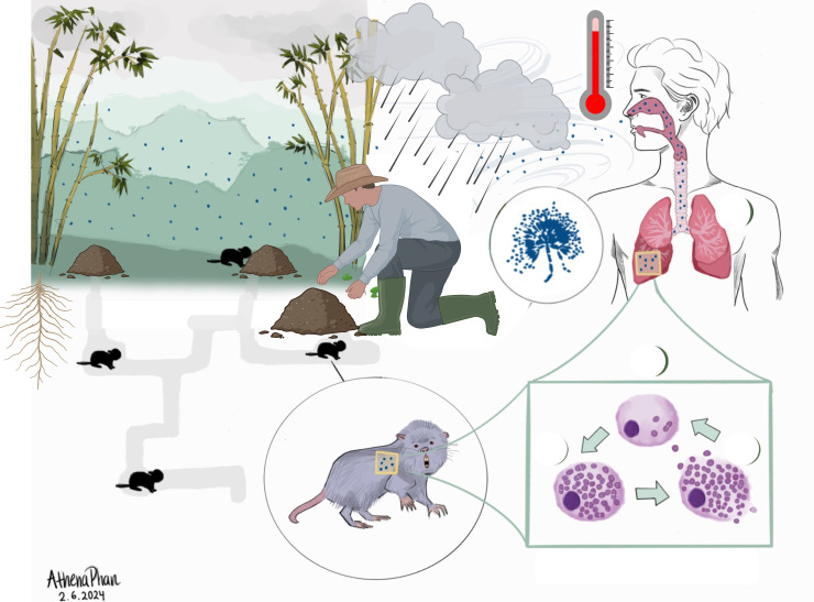 The dimorphic fungus Talaromyces marneffei: An opportunistic killer in Southeast Asia.
