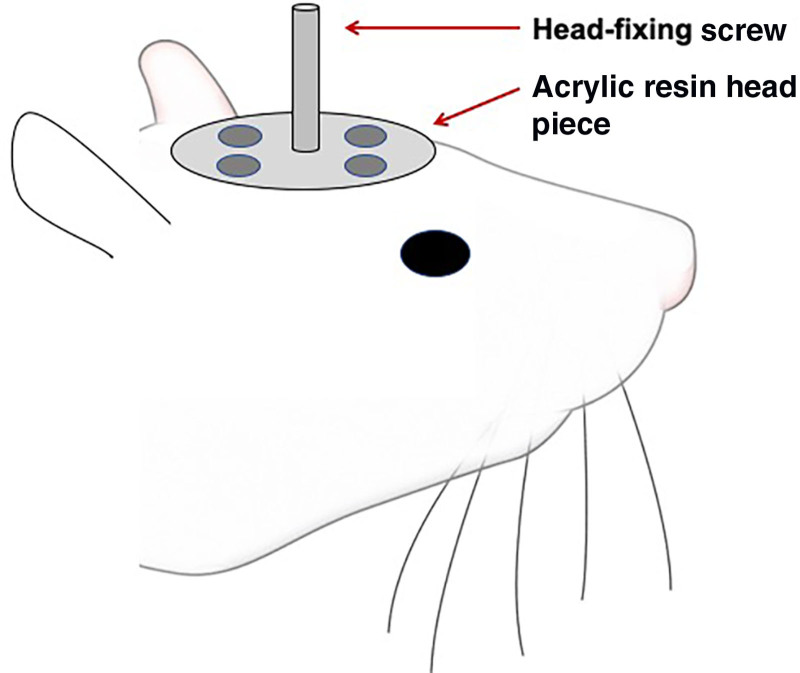 Effect of Platelet-rich Plasma and Brief Electrical Stimulation Following Facial Nerve Neurorrhaphy in a Rat Model.