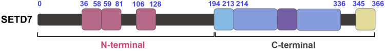 SETD7 Dual Role in Disease and Opportunities for Therapeutic Intervention: Current Perspectives.