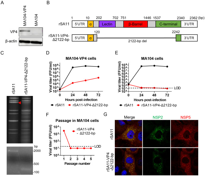 Single-round infectious rotaviruses with deletions of VP7 or VP4 genes, based on SA11 and WC3 strain backbones, and their potential use as viral vectors.