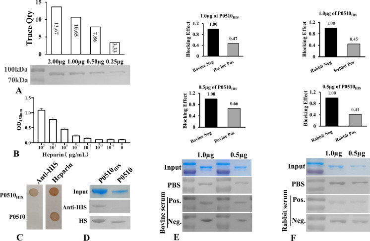 Identification of a heparin-binding protein encoded by <i>Mbov_0510</i> gene in <i>Mycoplasma bovis</i>.