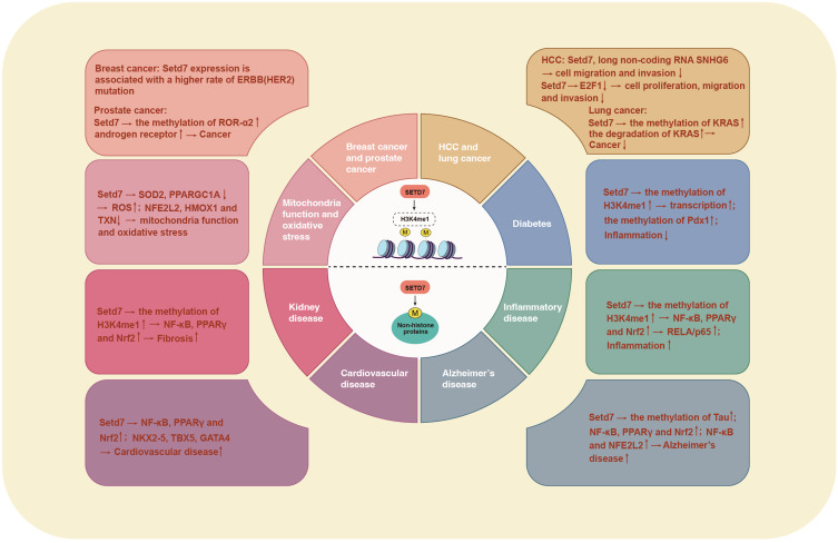SETD7 Dual Role in Disease and Opportunities for Therapeutic Intervention: Current Perspectives.