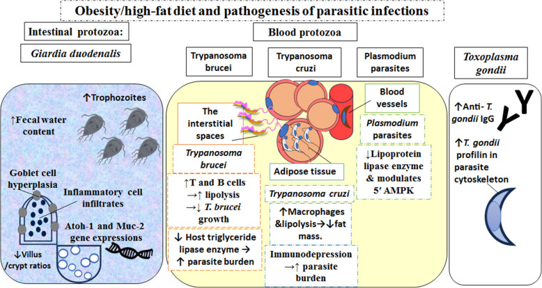 Interplay of obesity and parasitic infection: current evidence of immunogenesis, tumorigenesis and leptin receptor involvement.