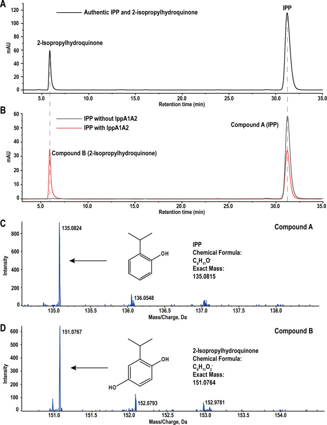 Identification of a novel <i>ipp</i> gene cluster responsible for 2-isopropylphenol degradation in strain <i>Rhodococcus</i> sp. D-6.