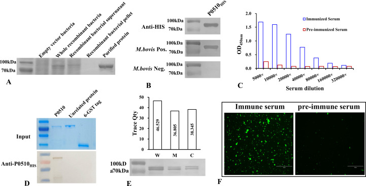 Identification of a heparin-binding protein encoded by <i>Mbov_0510</i> gene in <i>Mycoplasma bovis</i>.