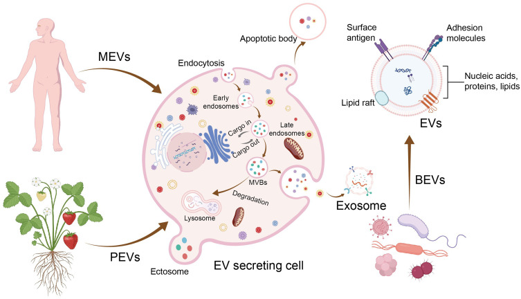 Extracellular Vesicles in Skin: Biological Function and Therapeutic Potential.